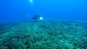 Türkiye'nin Deniz Çayırları 150 Bin Ton Karbon Tutuyor