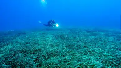 Türkiye'nin Deniz Çayırları 150 Bin Ton Karbon Tutuyor
