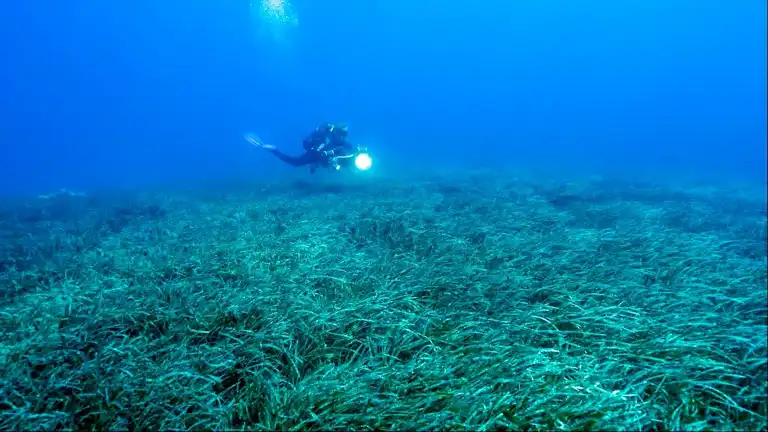 Türkiye'nin Deniz Çayırları 150 Bin Ton Karbon Tutuyor